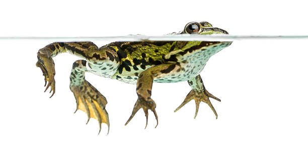 istock Side view of an Edible Frog swimming at the surface 480771403
