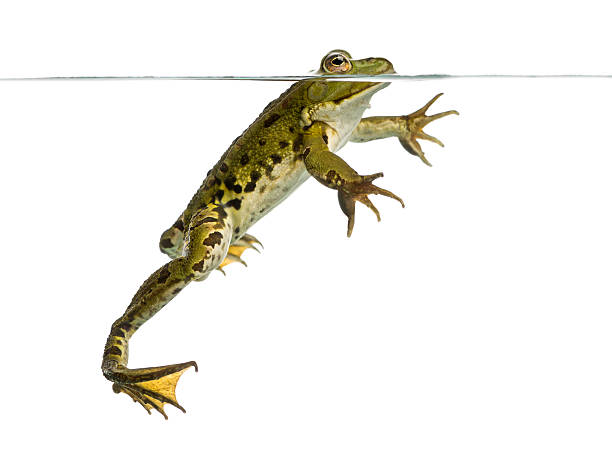 istock Side view of an Edible Frog swimming at the surface 480771503