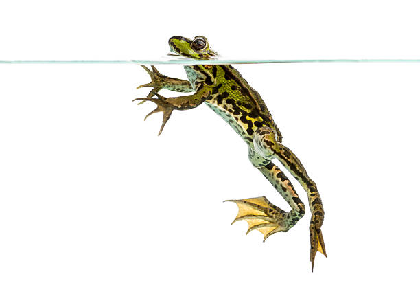 istock Edible Frog swimming at the surface 480773657
