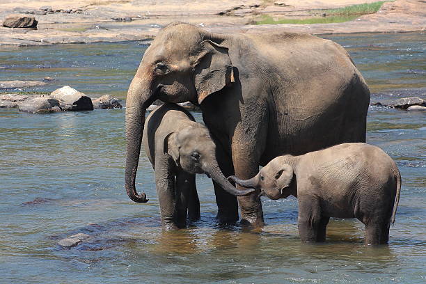 portrait of a Asian elephant calf bathing in the water, Endangered animal specie from Asia