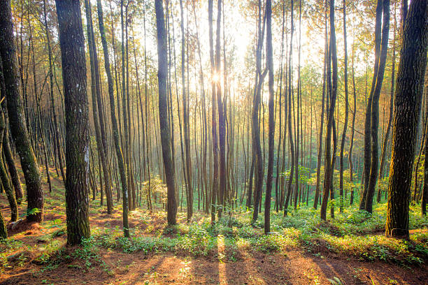 istock Morning Sun in pine wood forest 480774483