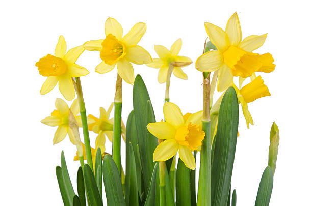 istock Daffodil flower or narcissus bouquet over white background 480774783