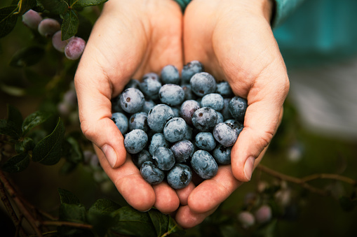Woman holding fresh, organic blueberries.