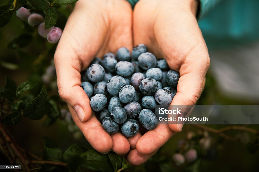 Handfull of Blueberries Woman holding fresh, organic blueberries. Blueberry Stock Photo