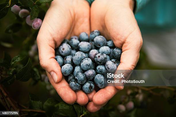 Handfull Of Blueberries Stock Photo - Download Image Now - Blueberry, Fruit, Holding