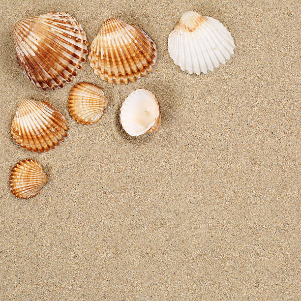 istock Beach scene in summer vacation with sand, sea shells, copyspace 480775286