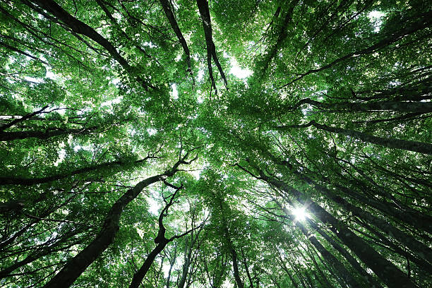 istock forest trees. nature green wood sunlight background 480775380