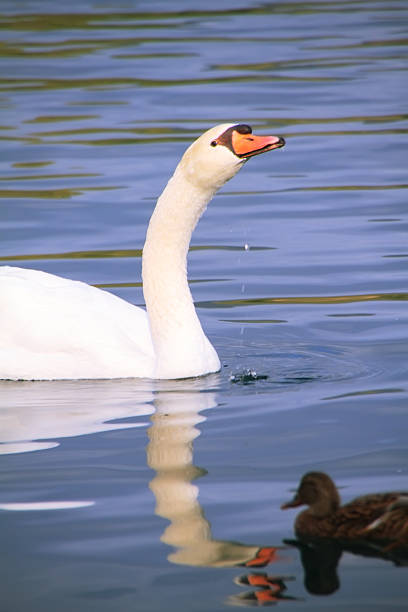 istock White mute swan swimming on Banyoles lake 480775741
