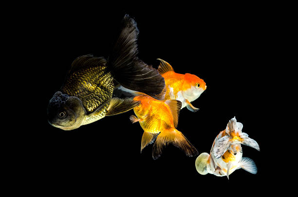 grupo de mascotas de pie contra fondo negro - goldfish fish swimming four animals fotografías e imágenes de stock