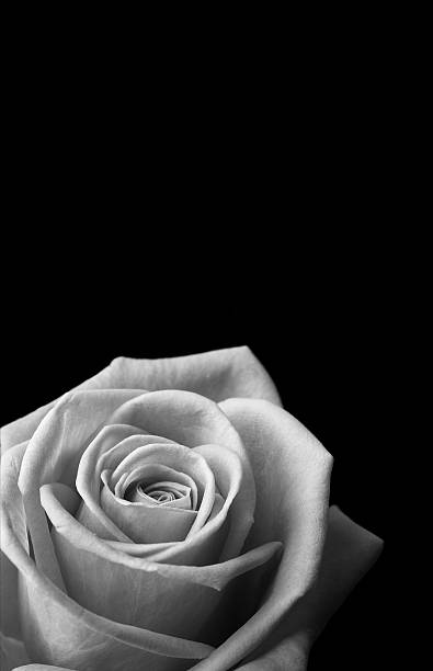 istock monochrome rose head isolated on black in portrait 480776695
