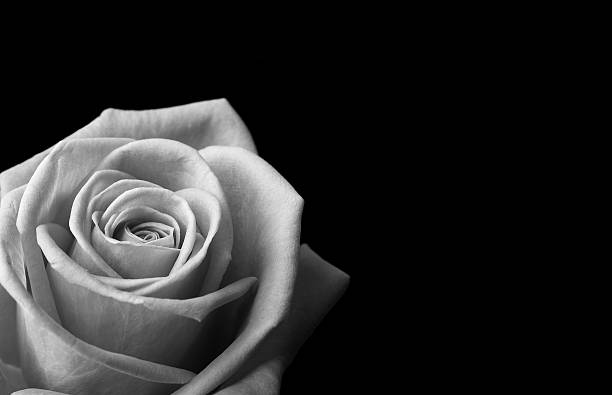 istock Monochrome rose head isolated on black in landscape 480776697
