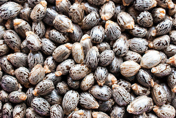 Castor oil seeds-ricinus communis stock photo