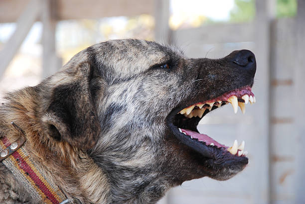 Angry Dog An agressive Turkish Kangal dog showing teeth to another dog. kangal dog stock pictures, royalty-free photos & images