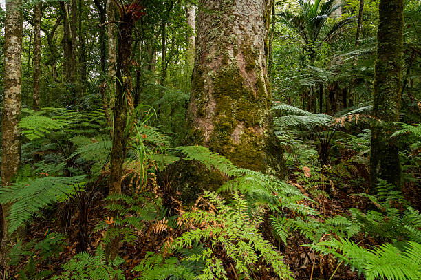 Ferns and Kauri tree in a rainforest, New Zealand Waipoua, and the adjoining forests of Mataraua and Waima, make up the largest remaining tract of native forest in Northland. The kauri tree, Agathis australis, is New Zealand’s largest and most famous native tree. Ancestors of the kauri first appeared in the Jurassic Period 190 – 135 million years ago. The kauri forests are among the most ancient in the world. The oldest tree is estimated to be 2,000 years old. These can reach a height of almost 60 meters. waipoua forest stock pictures, royalty-free photos & images