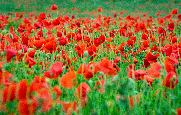 Poppy flowers stock photo