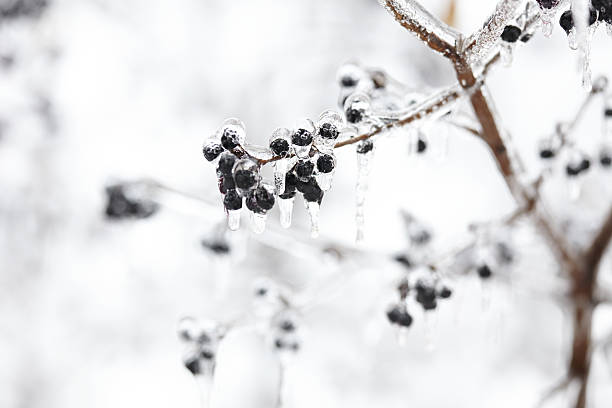 istock Close-up of blackberry fruit covered with frozen ice in winter 480778607