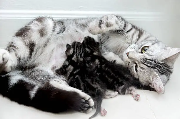 American shorthair mother cat was breastfeeding