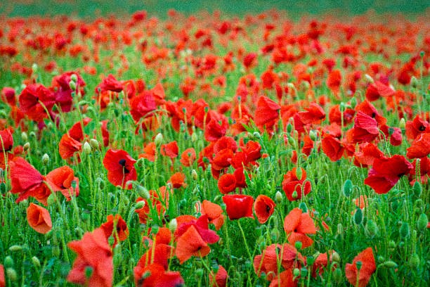 Poppy flowers stock photo