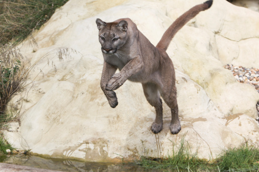 A mountain lion or cougar