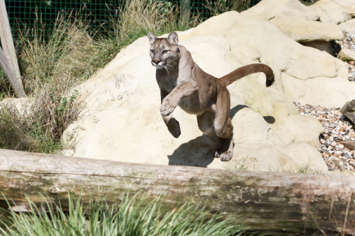 A mountain lion or cougar