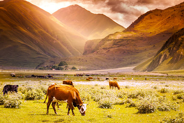 manada de vacas - new zealand forest landscape mountain imagens e fotografias de stock