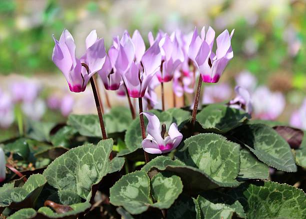 istock cyclamen, gentle purple flowers 480779101