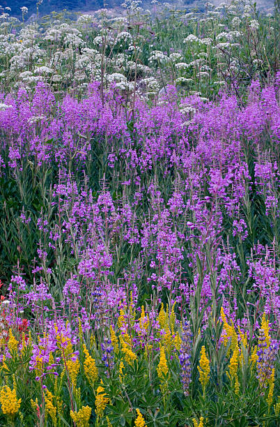 Wildflowers, Yosemite stock photo