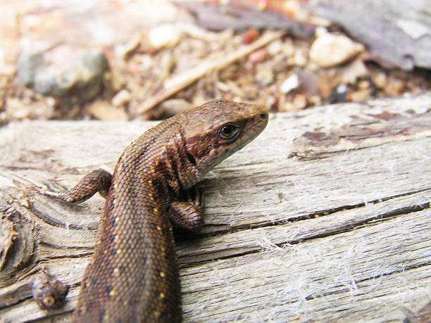 Lizard. Head lizard sitting on a log in a summer forest. zootoca vivipara stock pictures, royalty-free photos & images