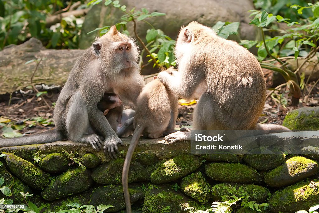 Long-tailed macaques (Macaca fascicularis)in Sacred Monkey Forest Long-tailed macaques (Macaca fascicularis)in Sacred Monkey Forest in Ubud Bali Indonesia. 2015 Stock Photo