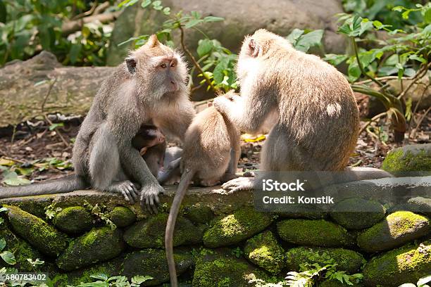Longtailed Macaques In Sacred Monkey Forest Stock Photo - Download Image Now