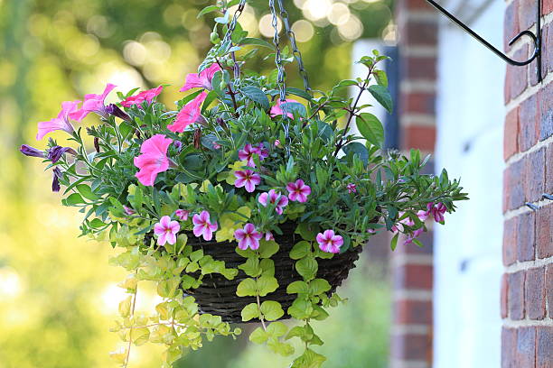 vaso appeso con fiori - petunia foto e immagini stock