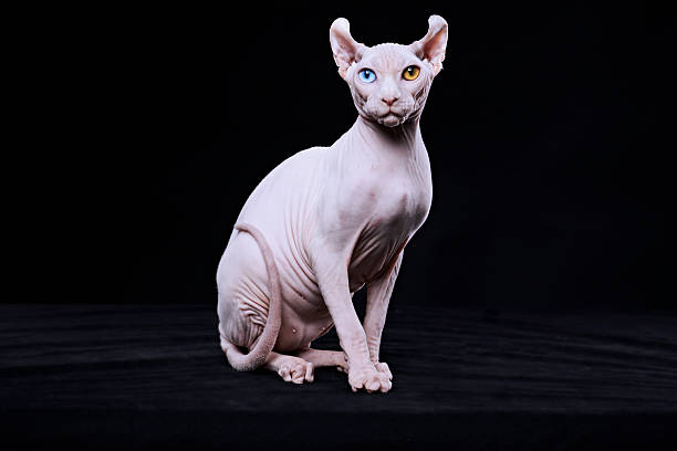 gatto sphynx - kitten color image cute feline foto e immagini stock