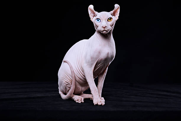 Sphynx 자본가 스톡 사진