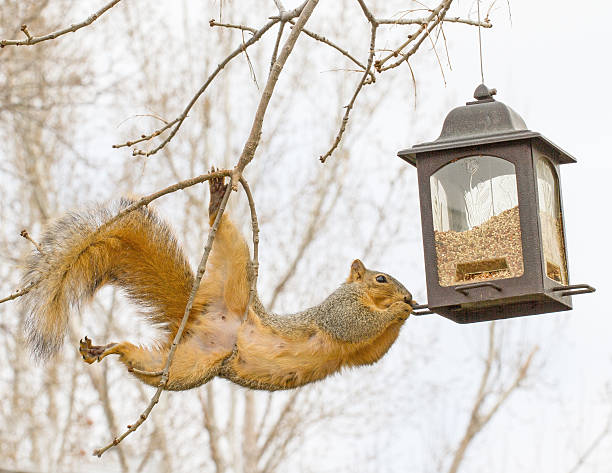 Squirrel with bird feeder Squirrel stealing food bird feeder photos stock pictures, royalty-free photos & images