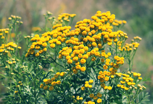 Tansy, a plant of the daisy family with yellow flat-topped buttonlike flower heads and aromatic leaves, formerly used in cooking and medicine