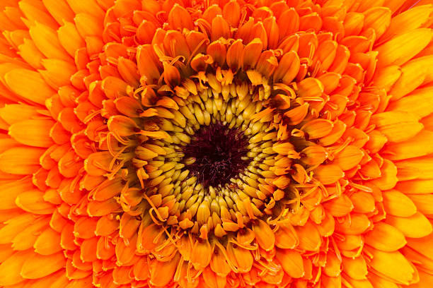 istock gerberas, flowers and natural backgrounds 480785033
