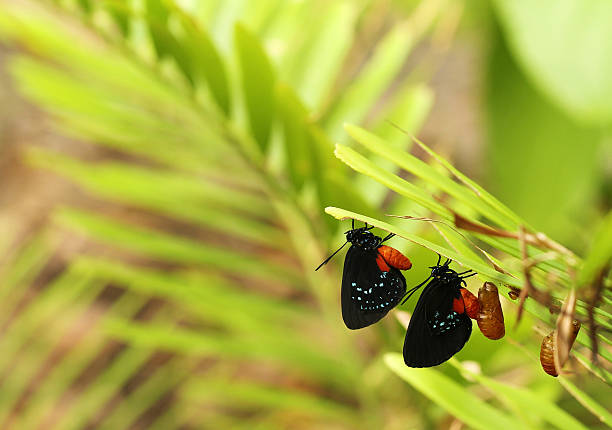 Great Mormon butterfly (Papilio memnon) in Prague Botanical Garden, Fata Morgana greenhouse.