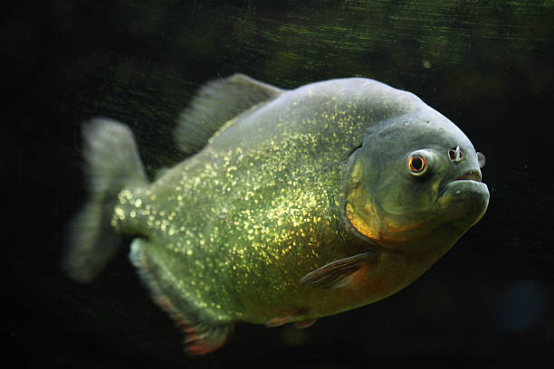 istock Red-bellied piranha (Pygocentrus nattereri) 480786170