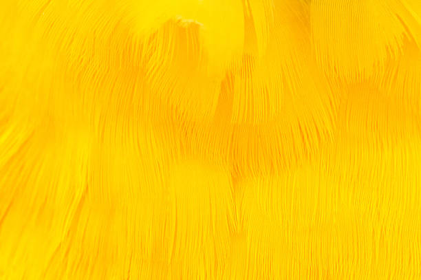 Yellow Feather Texture macro of Yellow Parrot Feathers peruvian amazon photos stock pictures, royalty-free photos & images