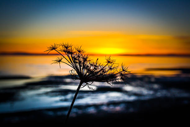 Queen Annes lace in the sunset