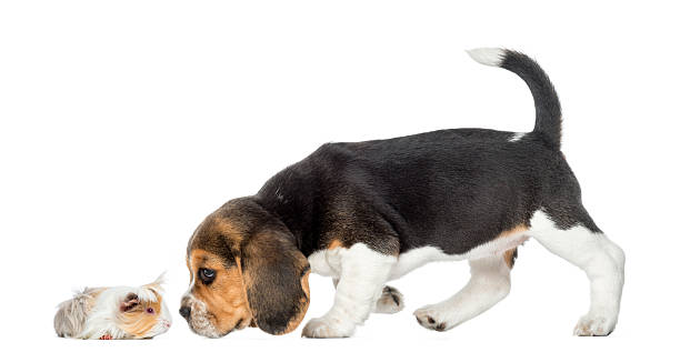 istock Beagle puppy and guinea pig getting to know each other 480789013