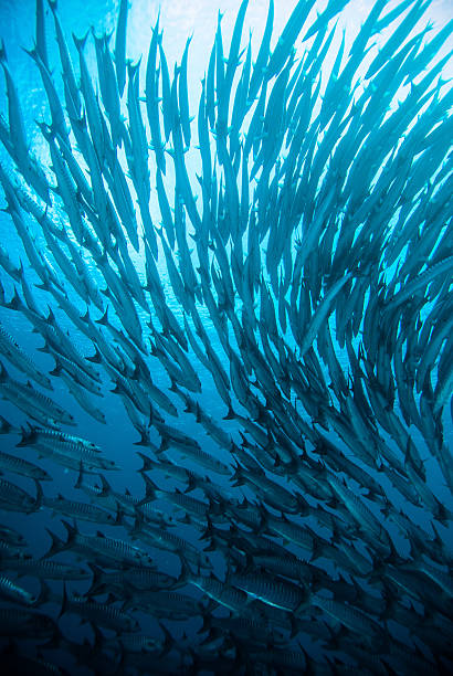 istock mackerel barracuda kingfish diver blue scuba diving bunaken indonesia ocean 480789032