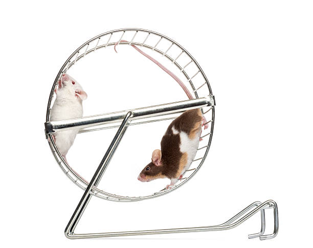 istock Side view of Common house mice playing in a wheel 480789049
