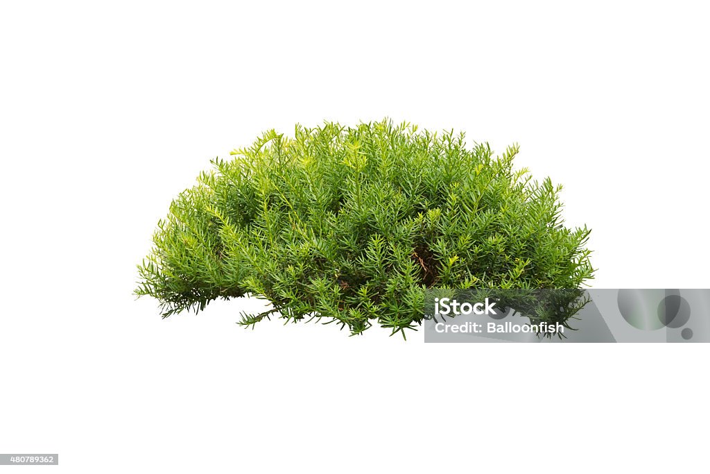 Green bush isolated on white background Bush Stock Photo