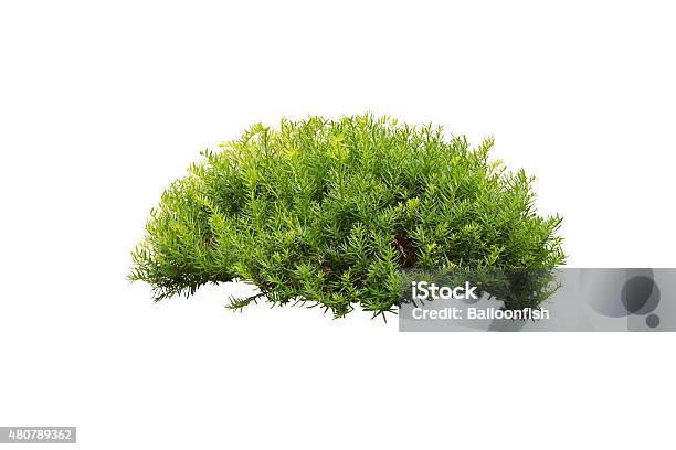 Green Bush Isolated On White Background Stock Photo - Download Image Now - Bush, White Background, Cut Out