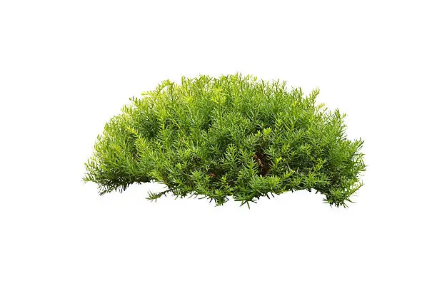 Photo of Green bush isolated on white background
