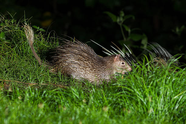 istock Brush-tailed Porcupine (Atherurus macrourus) 480791946