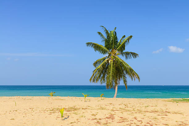 istock Tropical Beach with Coconut Palm Trees and blue sky 480792810