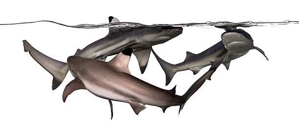istock Three Blacktip reef sharks swimming at the surface 480792911