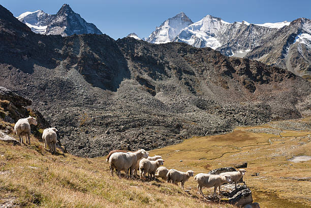 istock sheep grazing in Swiss Alps 480793418